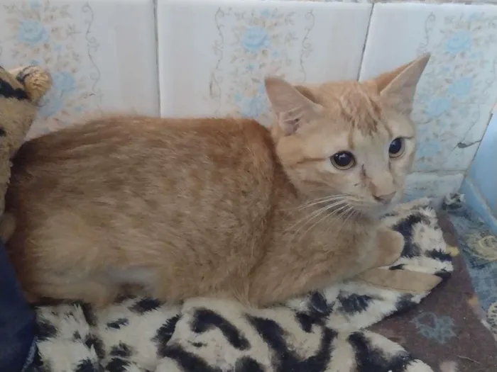 Gato ra a SRD-ViraLata idade 7 a 11 meses nome BABI