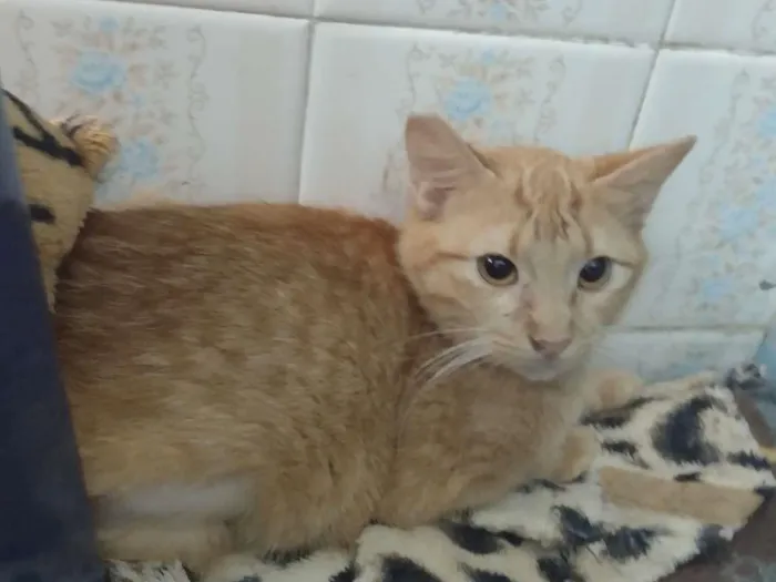 Gato ra a SRD-ViraLata idade 7 a 11 meses nome BABI