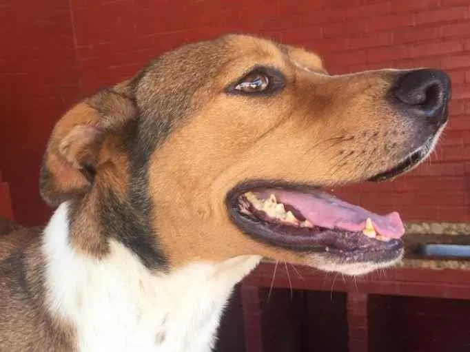 Cachorro ra a SRD-ViraLata idade 2 anos nome Lelo