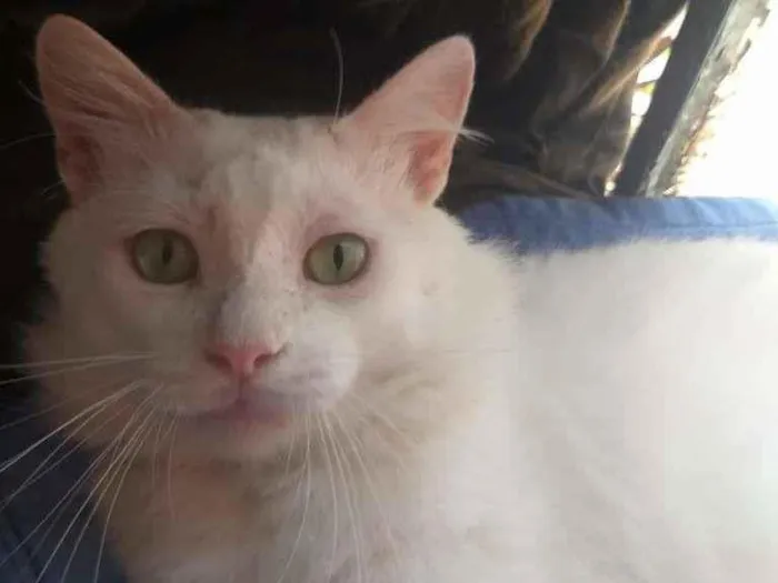 Gato ra a SRD-ViraLata idade 7 a 11 meses nome ALGODÃO