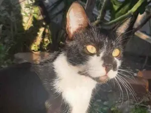 Gato raça SRD idade 7 a 11 meses nome Bob