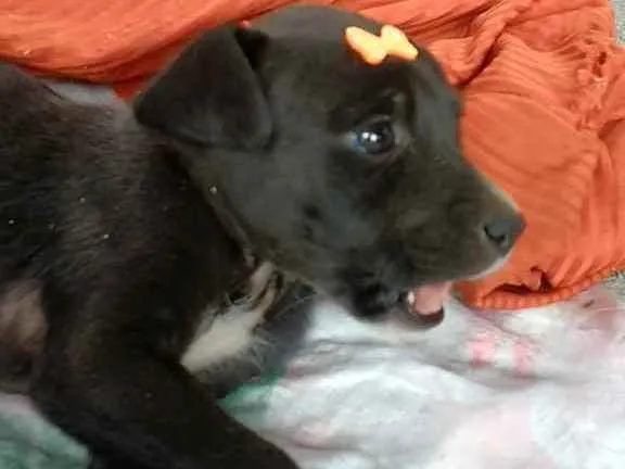 Cachorro ra a SRD idade Abaixo de 2 meses nome Luna e Zara