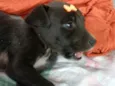 Luna e Zara