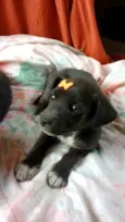 Luna e Zara