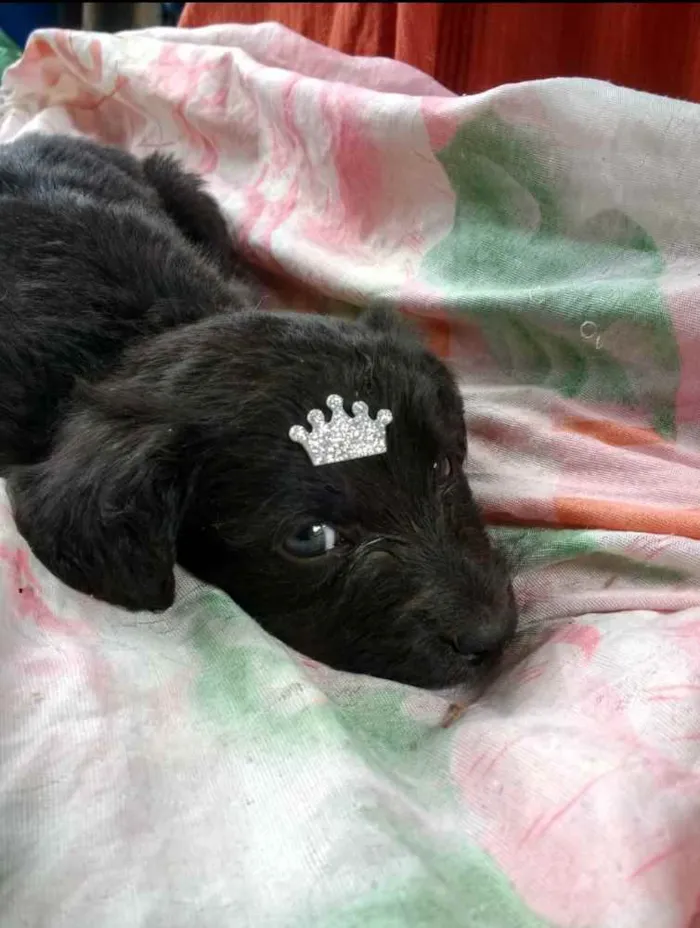 Cachorro ra a SRD idade Abaixo de 2 meses nome Luna e Zara