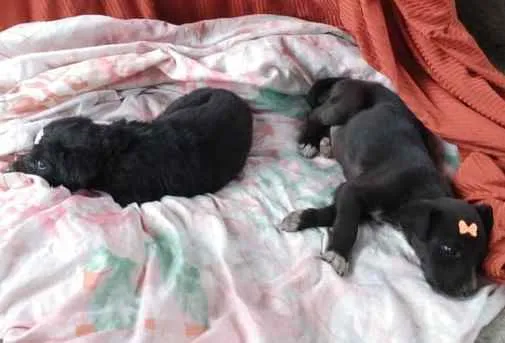 Cachorro ra a SRD idade Abaixo de 2 meses nome Luna e Zara