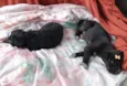 Luna e Zara