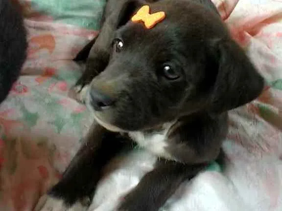 Cachorro ra a SRD idade Abaixo de 2 meses nome Luna e Zara