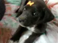 Luna e Zara