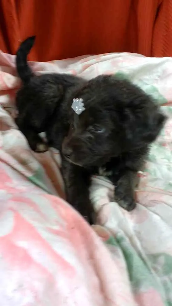 Cachorro ra a SRD idade Abaixo de 2 meses nome Luna e Zara