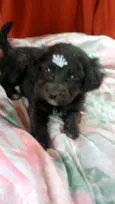 Luna e Zara