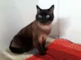 nininha