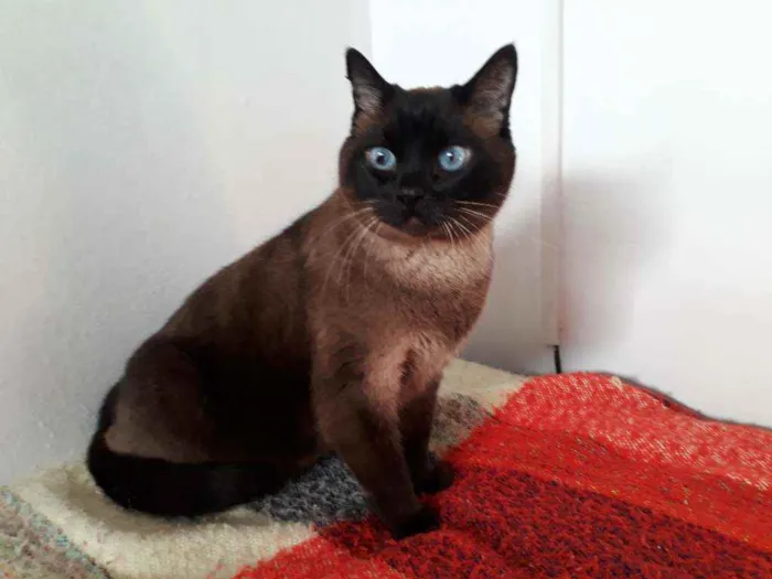 Gato ra a Siamês idade 4 anos nome nininha