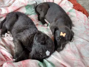 Cachorro raça SRD idade Abaixo de 2 meses nome Luna e Zara