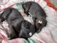 Luna e Zara