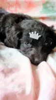 Luna e Zara