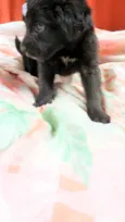 Luna e Zara