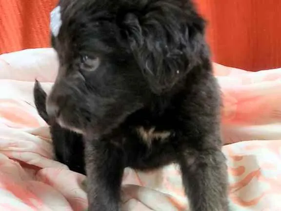 Cachorro ra a SRD idade Abaixo de 2 meses nome Luna e Zara