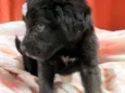 Luna e Zara