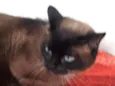 nininha