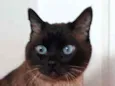 nininha