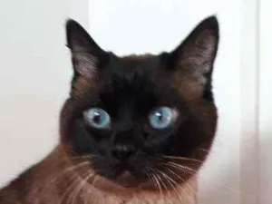 Gato raça Siamês idade 4 anos nome nininha