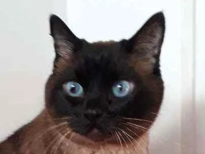 Gato ra a Siamês idade 4 anos nome nininha
