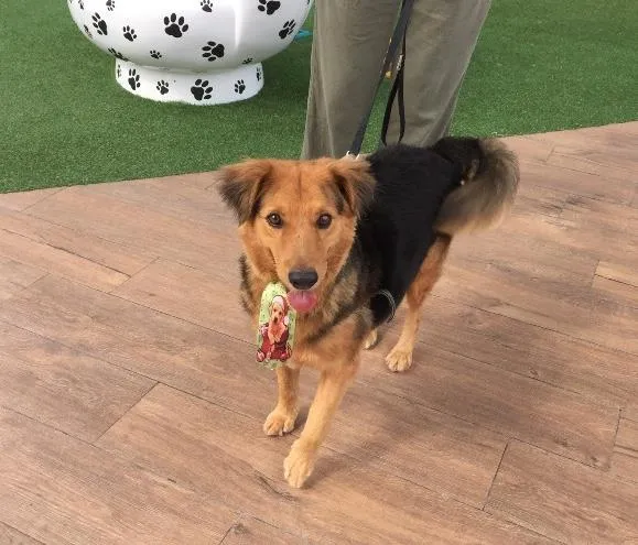 Cachorro ra a SRD idade 3 anos nome Zezinho e Valente