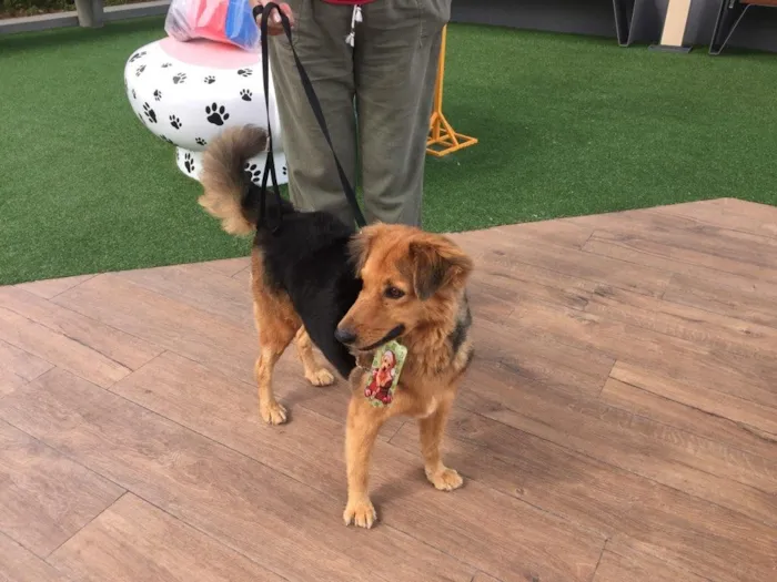 Cachorro ra a SRD idade 3 anos nome Zezinho e Valente