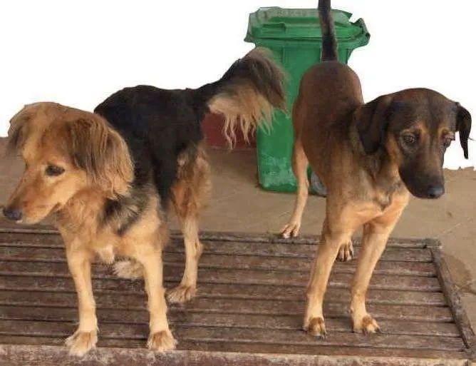 Cachorro ra a SRD idade 3 anos nome Zezinho e Valente