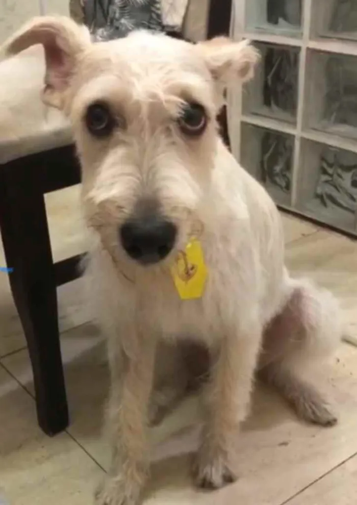 Cachorro ra a Mix  Fox Terrier pelo Duro idade 1 ano nome Denis