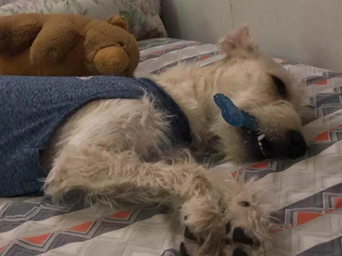 Cachorro ra a Mix  Fox Terrier pelo Duro idade 1 ano nome Denis