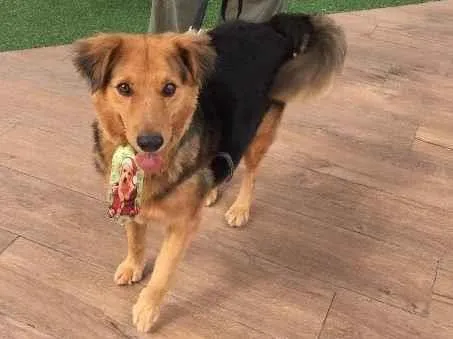 Cachorro ra a SRD idade 3 anos nome Zezinho e Valente