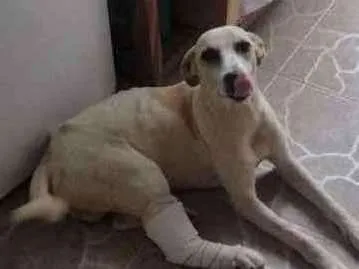 Cachorro raça SRD-ViraLata idade 2 anos nome Sn2