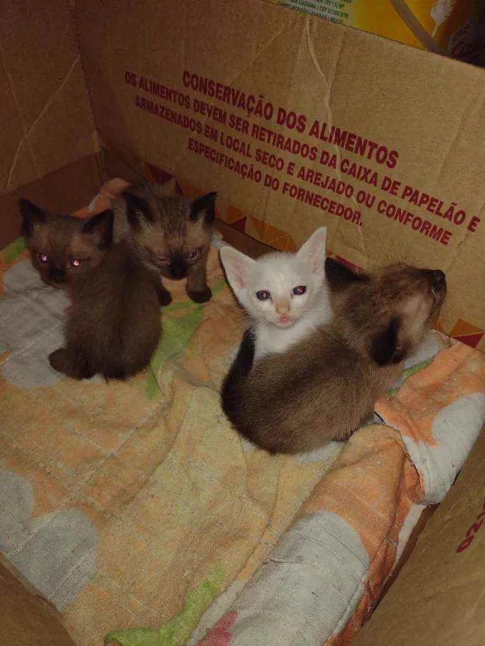 Gato ra a  idade Abaixo de 2 meses nome Não tem nome