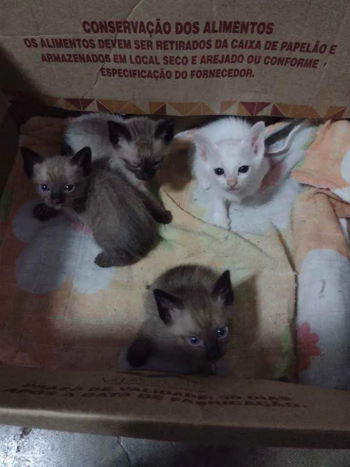 Gato ra a  idade Abaixo de 2 meses nome Não tem nome