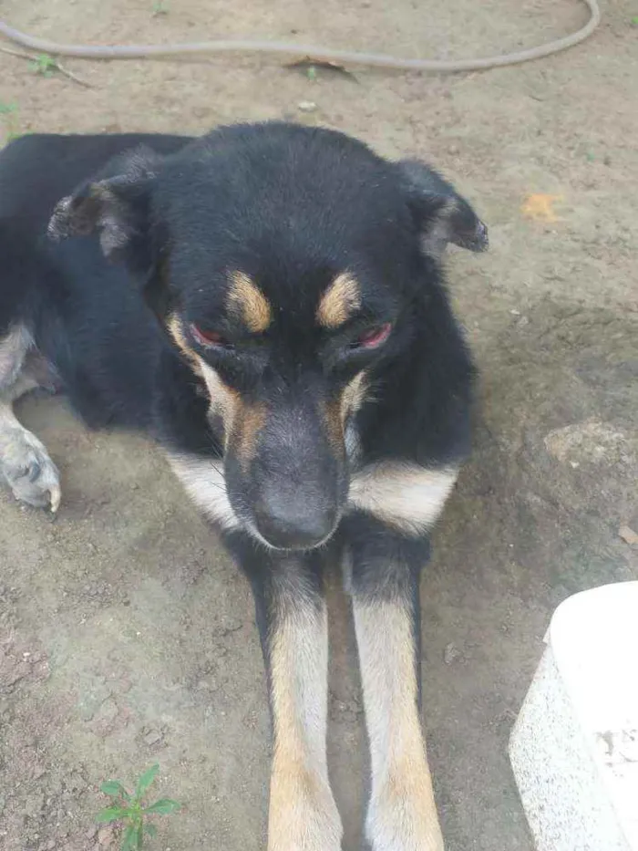 Cachorro ra a Sem raça definida idade 6 ou mais anos nome Princesa