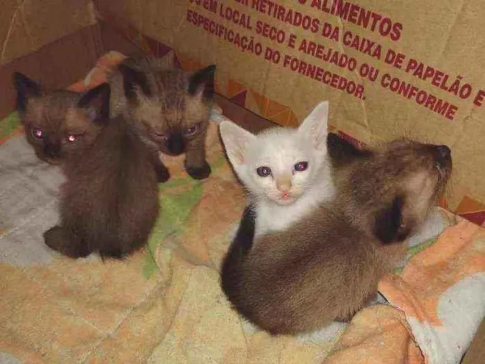 Gato ra a  idade Abaixo de 2 meses nome Não tem nome
