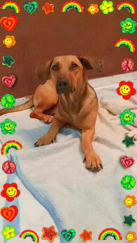 Cachorro ra a vira lata idade 7 a 11 meses nome Bingo