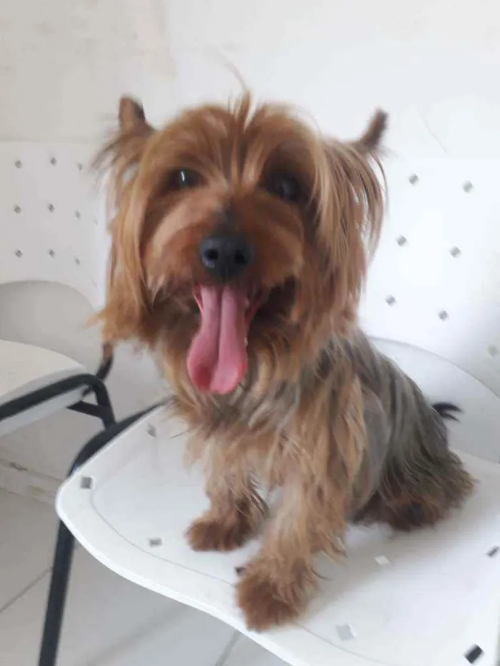 Cachorro raça Yorkshire  idade 4 anos nome Yuri 