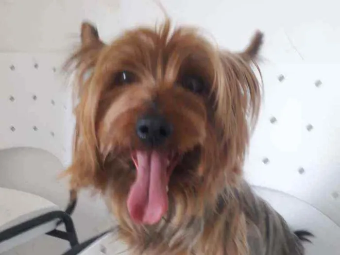 Cachorro raça Yorkshire  idade 4 anos nome Yuri 