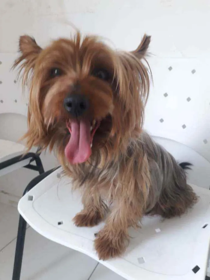Cachorro raça Yorkshire  idade 4 anos nome Yuri 