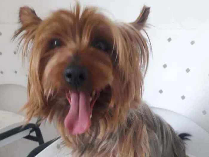 Cachorro raça Yorkshire  idade 4 anos nome Yuri 