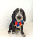 Romeu