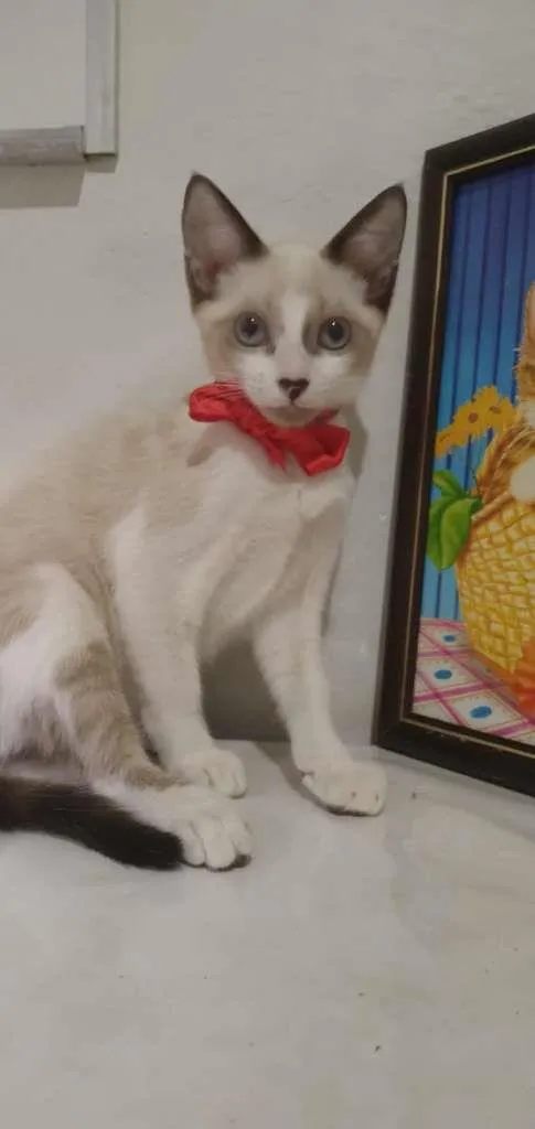 Gato raça Sem raça idade 2 a 6 meses nome Marie