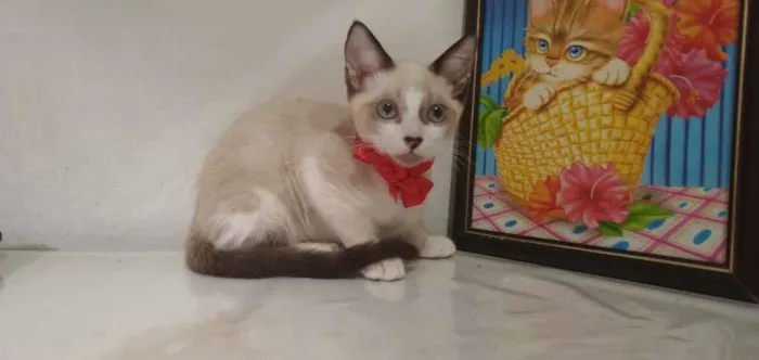 Gato raça Sem raça idade 2 a 6 meses nome Marie