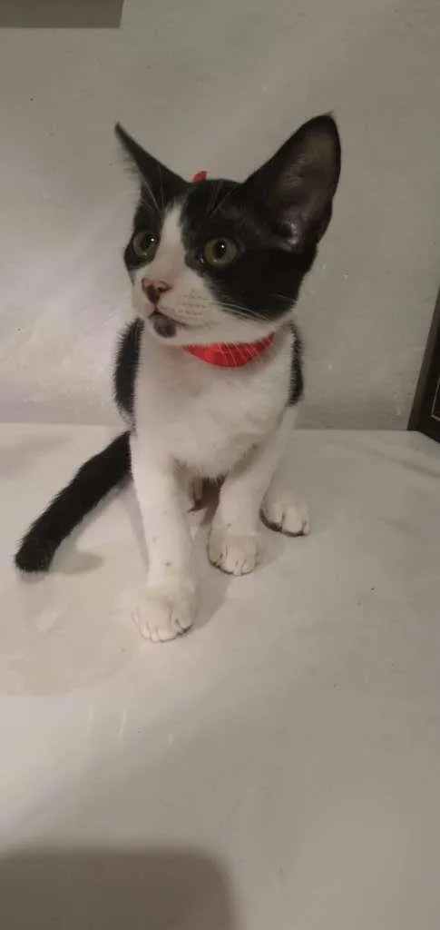 Gato raça Sem raça idade 2 a 6 meses nome Frajola