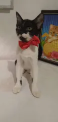 Kitty
