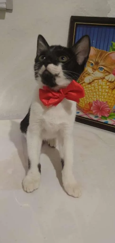 Gato raça Sem raça definida idade 2 a 6 meses nome Kitty