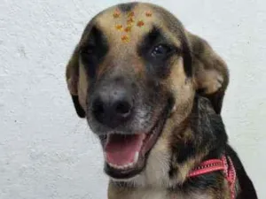 Cachorro raça SRD idade 3 anos nome Bonita